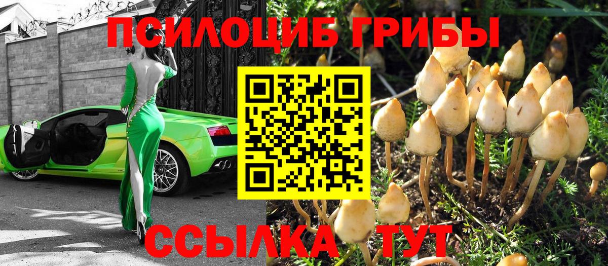 Галлюциногенные грибы Psilocybe Старый Оскол